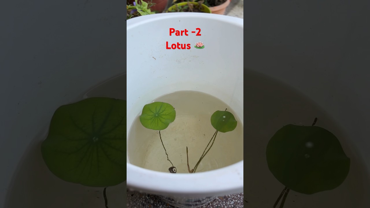 Part 2 of lotus seed | leaves are growing on the surface of the water