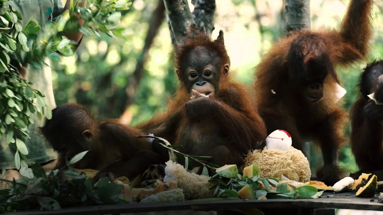 BOS Nyaru Menteng Baby House