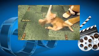 Милые котята играют. Смешные кошки. Улыбнись! Funny Cat Videos Милые котята играют. Смешные кошки. Улыбнись! Funny Cat Videos