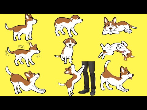 Vidéo: Étude: Les personnes empathiques sont mieux à même de lire les expressions de chien