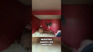 ¡Chulada de Ave! Huevo Sano y Fiesta de Gallinas