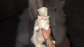 Download Lagu so cutei. 🥰🥺 #kitty MP3