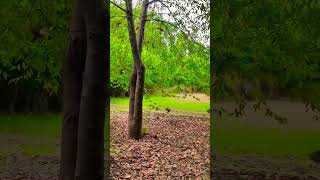 World War 😂 Full Video | Birds Fight Video #birdfight #birdvideos screenshot 5