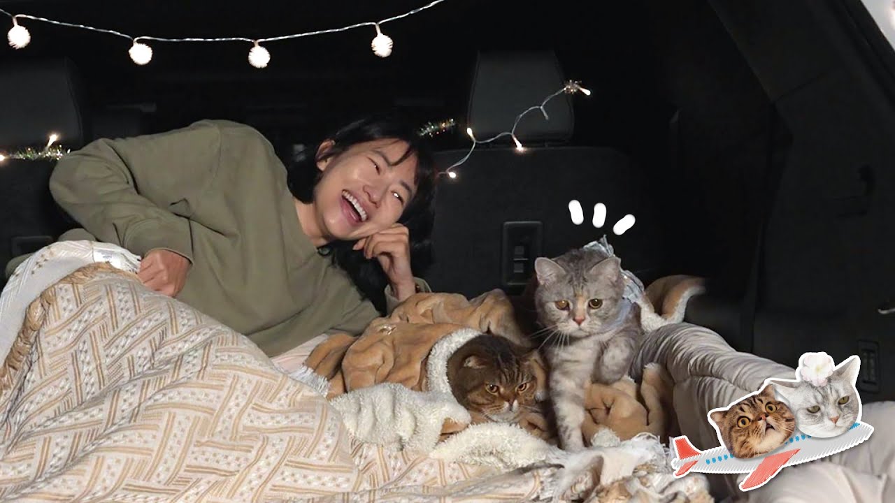 고양이와 숲속으로 차박을 다녀왔어요