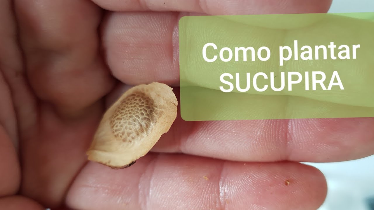 Como plantar sucupira YouTube