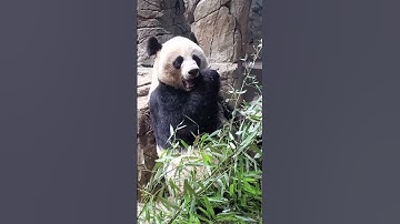 what pandas do all day...