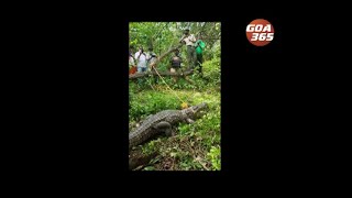 Ponda Forest officials  rescue a crocodile