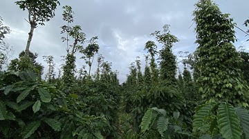 Vườn cà phê xen tiêu ở Eakar, Đăk lăk.