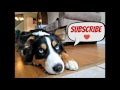 Tips For First Time Dog Owners |Life With Aspen|