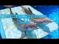 Clearwater Aquarium 2021|Dolphins|Turtles|Sharks| Florida Traveling |Clearwater, Florida