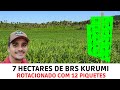 Pasto Rotacionado de 7 Hectares de Capim BRS Kurumi (Adubação/Controle de Ervas Daninhas) Parte 04