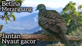BETINA MERANGSANG ‼️PERKUTUT JANTAN JADI IKUT BUNYI SEHARIAN. 