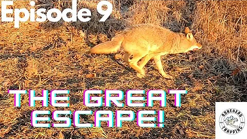 Trapping Coyotes In PA 2021-2022/ Ep.09 S.01