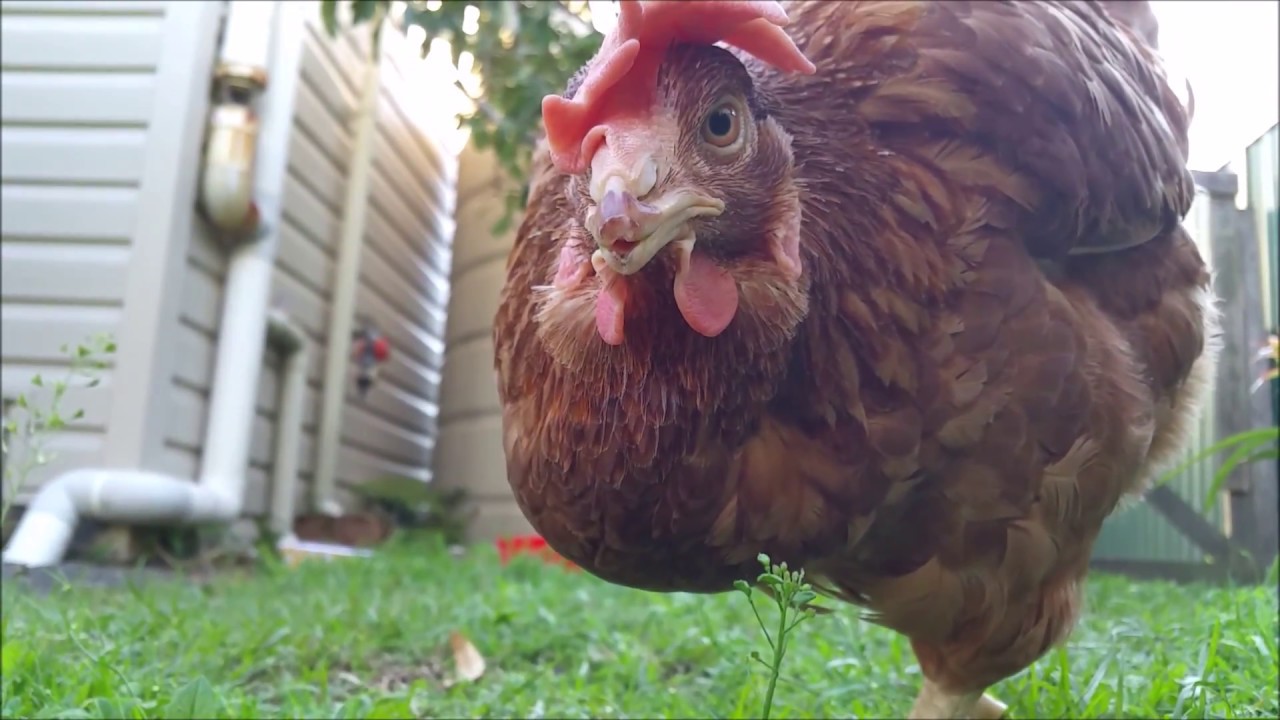 Hen rescued from egg factory farm, here she is enjoying her new life.