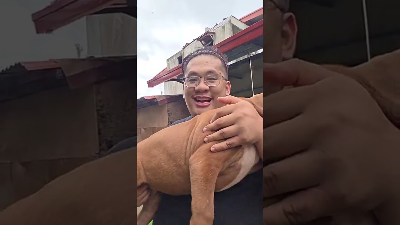 XL American Bully "Redlion Bloodline".