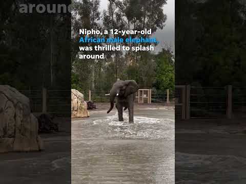 Elephant dances, splashes and 'sings' while playing in the rain #Shorts