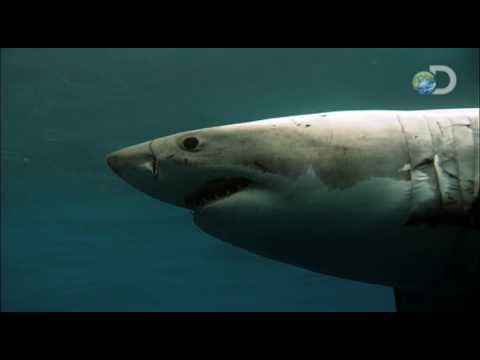 >> Streaming Online Air Jaws/Air Jaws II