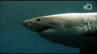 Ultimate Air Jaws - Sharks in the Shallows