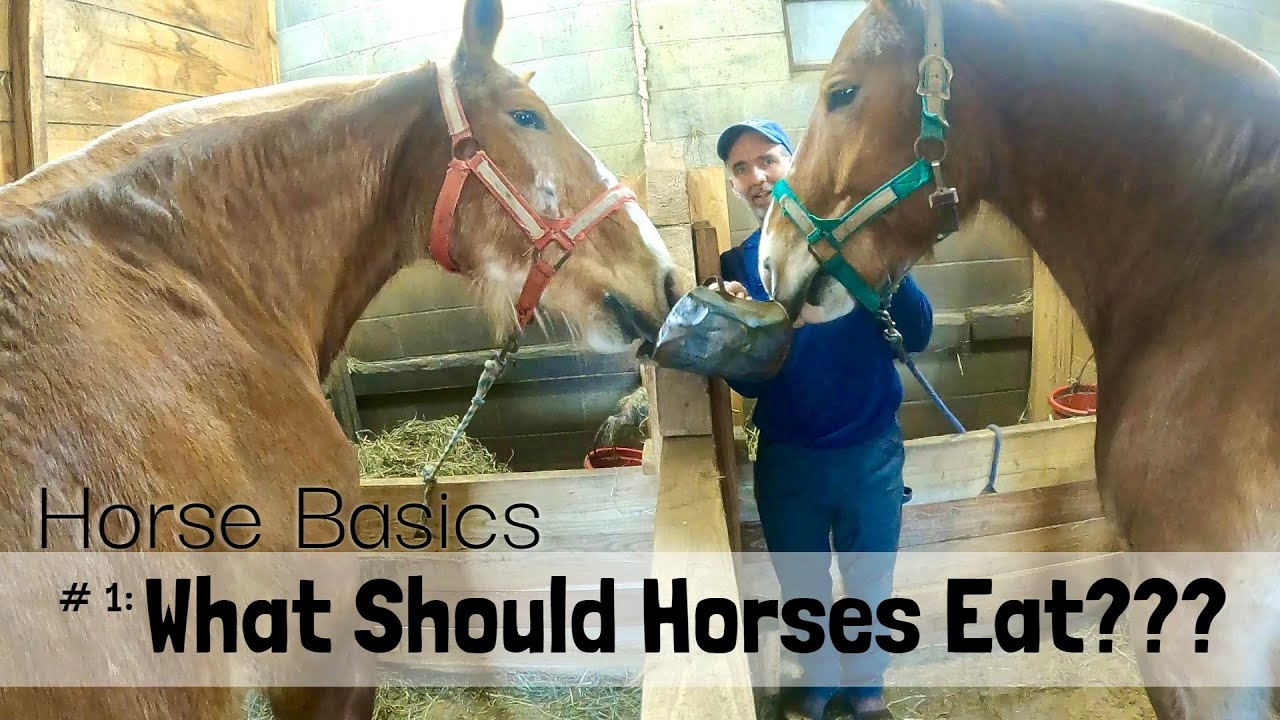 HORSE BASICS 1 What Should Horses Eat??? YouTube