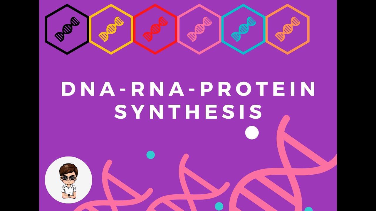 DNA RNA Protein | Grade 10 Science | 3rd Quarter - YouTube