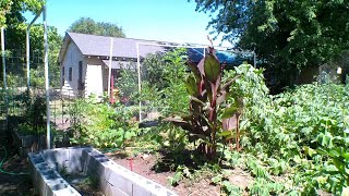 Simple Hose Line Irrigation
