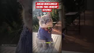 Jangan Mengganggu Kucing Yang Menatap Kosong! #kucing #hewan #binatang #faktaunik #faktahewan