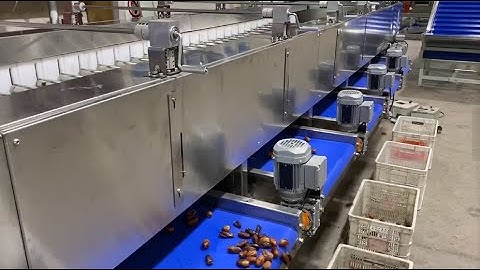 New-tech🌟🌟🌟adjustable cleaning drying grading line for date palm/jujube