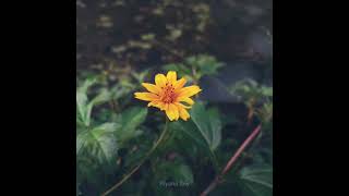 Karisalankanni Flower | Bhringraj flower | Shorts