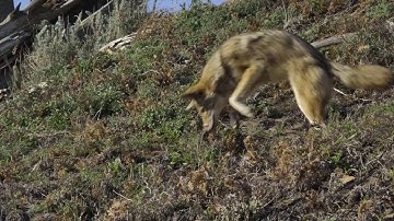 Urban Coyotes Hunting Gophers