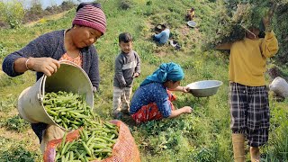 A Peaceful Rural Morning Atmosphere Life | Village Life in Crop Harvest | BijayaLimbu