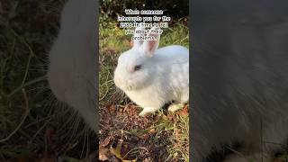 Let Me Eat In Peace 😩😤 | Annoyed Rabbit Funny Bunny Tv 🐰