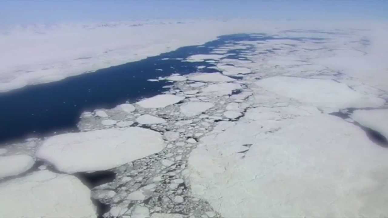Arctic animals and Global Warming