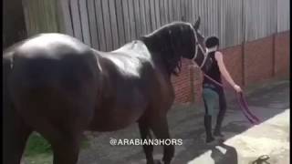 ما نوع الجواد الحصان العربي What kind of horse