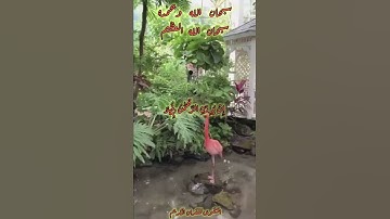 سورة ياسين - عبد الباسط عبد الصمد  {وَمَا لِيَ لَا أَعْبُدُ الَّذِي فَطَرَنِي وَإِلَيْهِ تُرْجَعُونَ