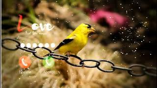 #muja ishq shaka kar ka song ringtone,#mobile ringtone,#call ringtone 2023