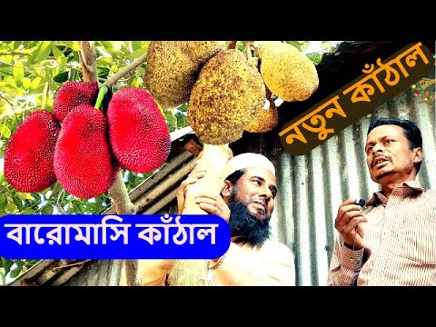 ভিডিও: থাই গোলাপী ডিম টমেটো তথ্য - থাই গোলাপী টমেটো বৃদ্ধি সম্পর্কে জানুন