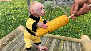 Monkey Bon was excited when Dad invited him to grill corn to eat by Monkey Bon Family 4,540 views 8 days ago 18 minutes