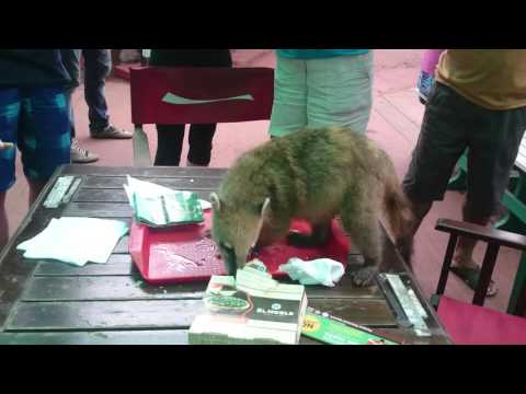 Национальный парк Игуасу. Носухи.
