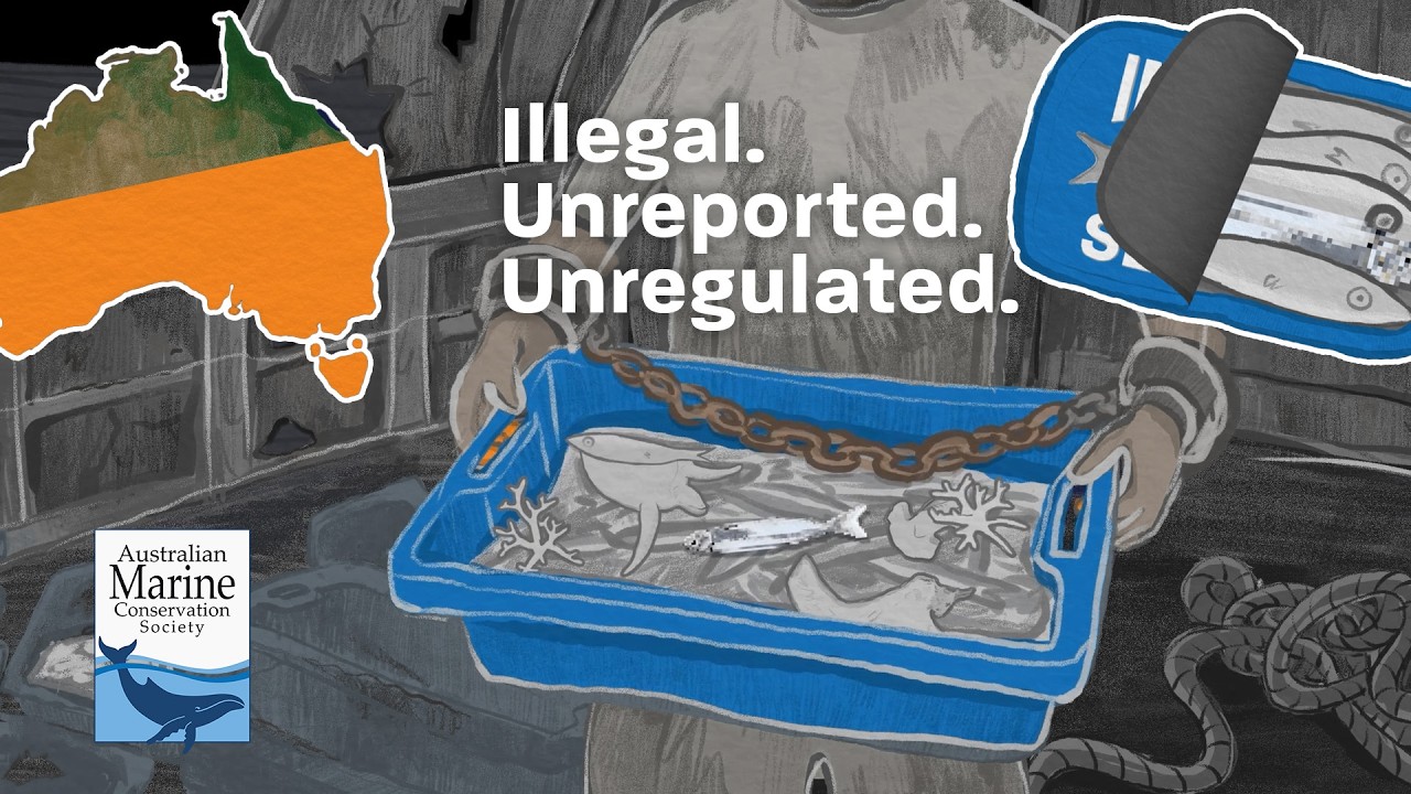 Keep dodgy seafood imports out of Australia - IUU fishing