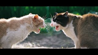 This Is How Cats Pussycats Fight Vs Mayweather On Tv And Tiger