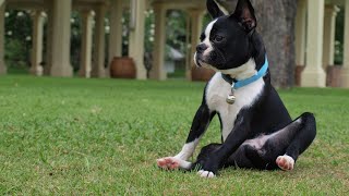 Boston Terrier Exercise and Obedience Training