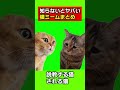 もう知らないとヤバい!よく使われる猫ミーム素材まとめ!meme!