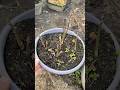Potting up walnut seedlings #bonsai #walnuttree #seed #selection