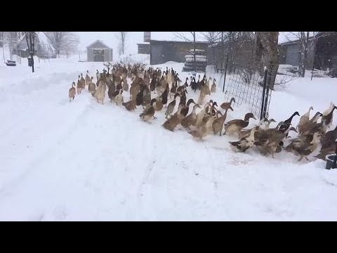 springboard Ducks in the snow going for breakfast will make your day complete