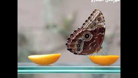 القران الكريم سورة المعارج القاري الشيخ سعد الغامدي تەفسیری ئاسان قورئانی پیرۆز بە کوردی