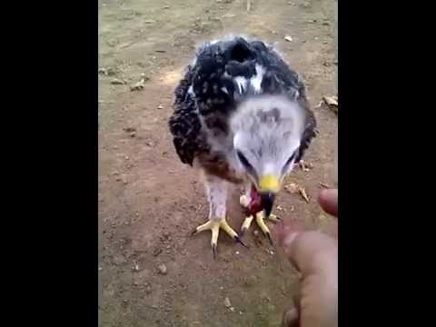 Elang Indian Black Eagle Ibe Ff Youtube