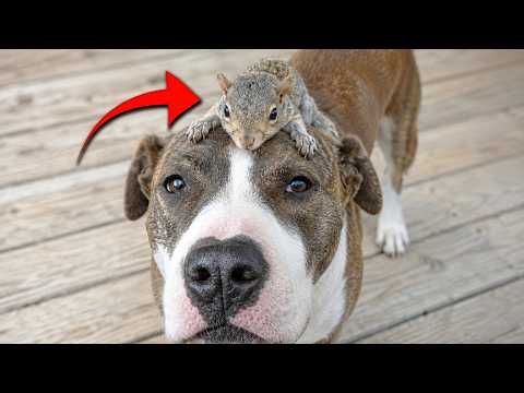 Dog adopted an injured squirrel, and the two became inseparable friends