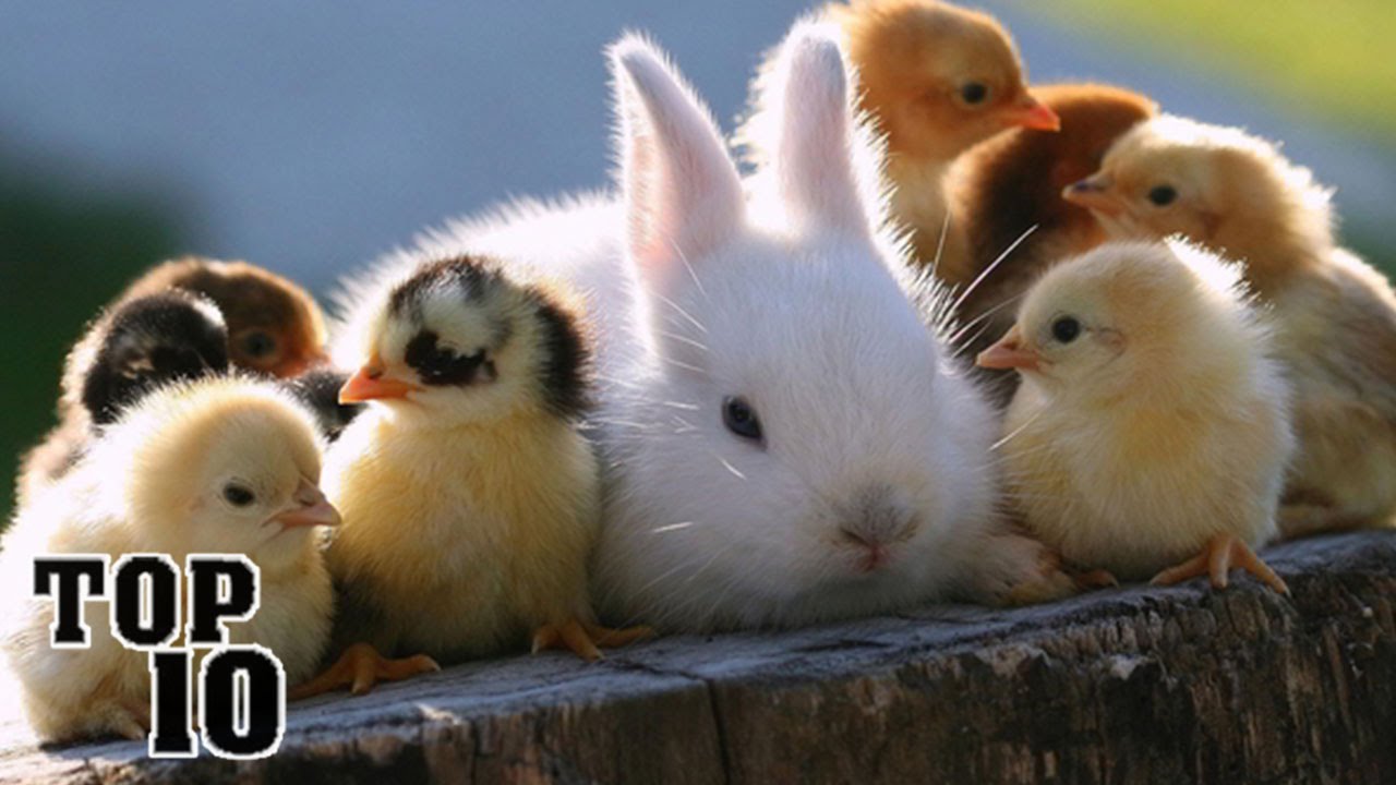 top 10 cutest pictures on the internet youtube