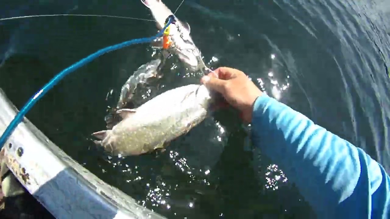 Day 2 Brookie fishing Fish were on fire !!