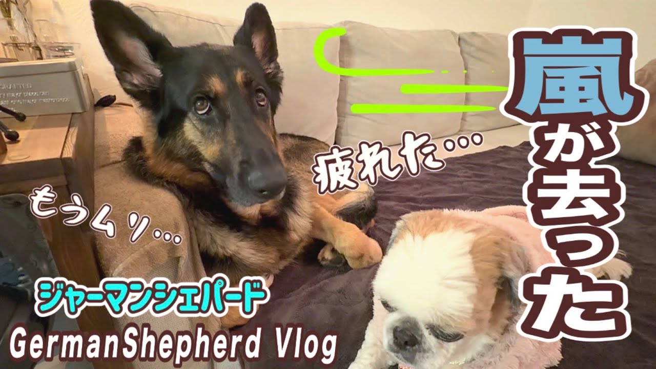 雨の日が、晴れた日より疲れるのはなぜ？😂嵐が去った後の2人の顔😂【ジャーマンシェパード】